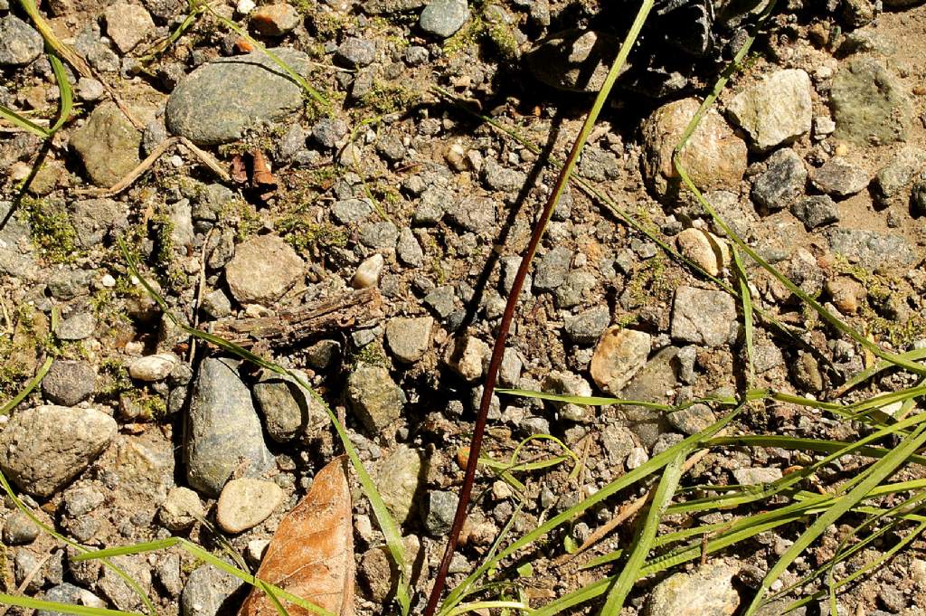 Asplenium adiantum-nigrum / Asplenio adianto nero